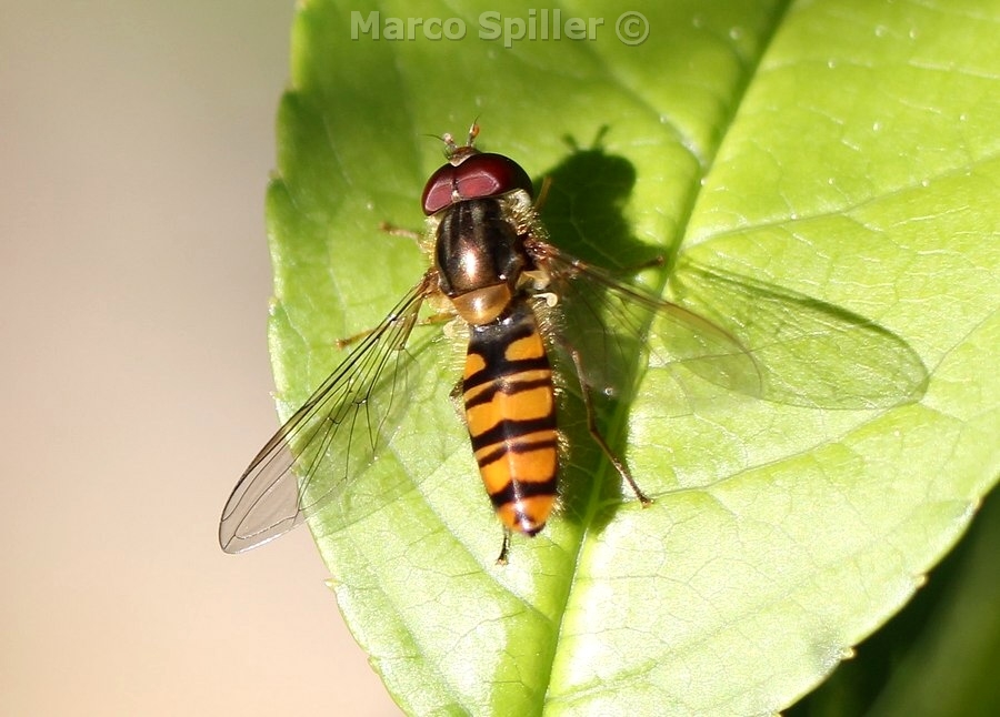 Episyrphus balteatus